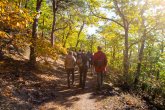 Gruppe von Wanderern im Pfälzerwald Wanderer im Wald