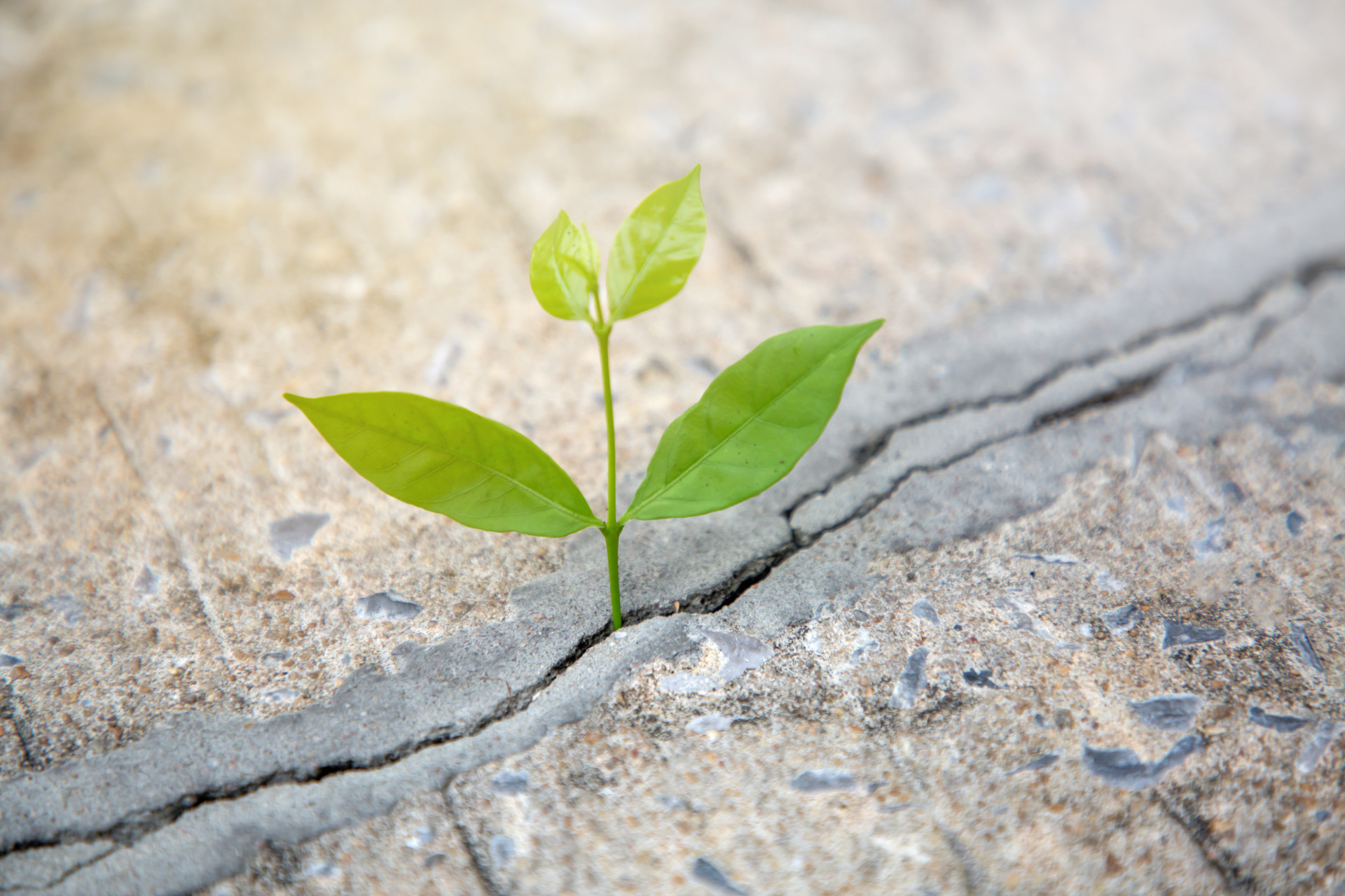 Eine grüne Pflanze die aus dem Asphalt wächst